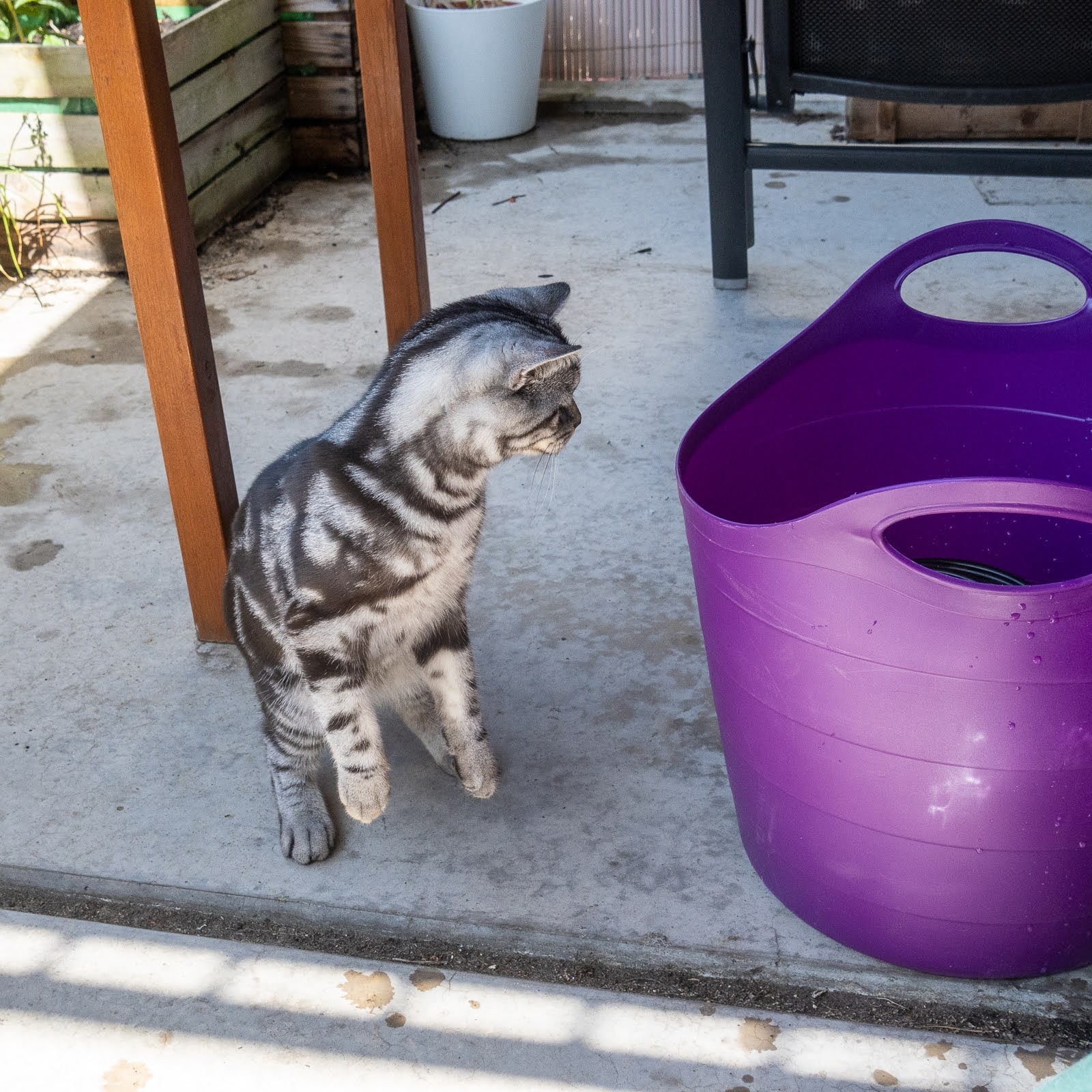 Katze