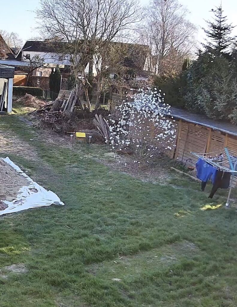 Webcamaufnahme eines Gartens mit blühendem Magnolienstrauch und Vogelfutterhaus