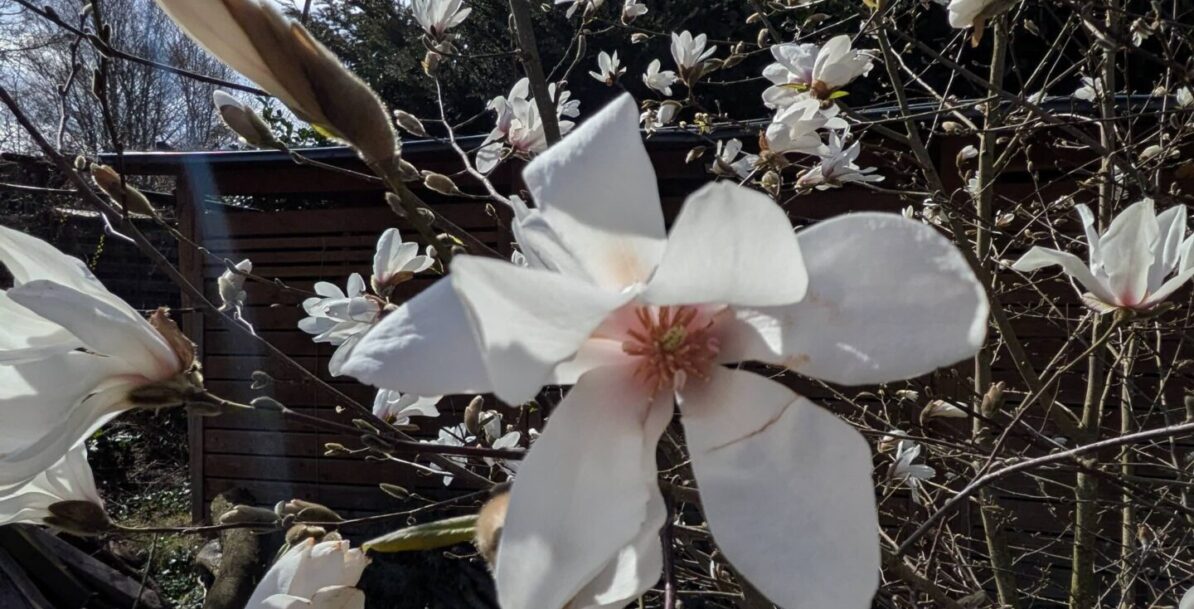 Nahaufnahme vieler offener Magnolien-Blüten in weiß vor hellblauem Himmel